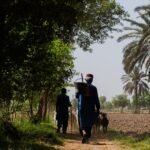 Webber Naturals Pakistan – Herdsman leads goats along a rural path in Kandiāro, Sindh, showcasing traditional agriculture.